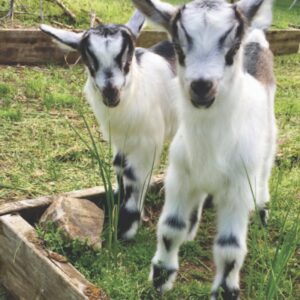 Find Your Homestead Mentor
